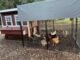Walk-In 8 ft. Chicken Run (6'6"W x 7'6"L x 6'3"H) - Image 7