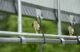 Shelterlogic Corral Shelter Livestock Shade 10 x 10 ft. Powder Coated Green - Image 3