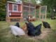 OverEZ Chicken Medium Chicken Coop - Up to 10 Chickens - Image 8