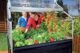 Canopia by Palram Plant Inn 4 ft. x 4 ft. Greenhouse Kit - Silver Structure & Clear Panels - Image 7