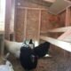 OverEZ Chicken Medium Chicken Coop - Up to 10 Chickens - Image 5