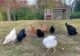 OverEZ Chicken Medium Chicken Coop - Up to 10 Chickens - Image 7